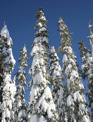 Image for Tree Well Safety in Whistler
